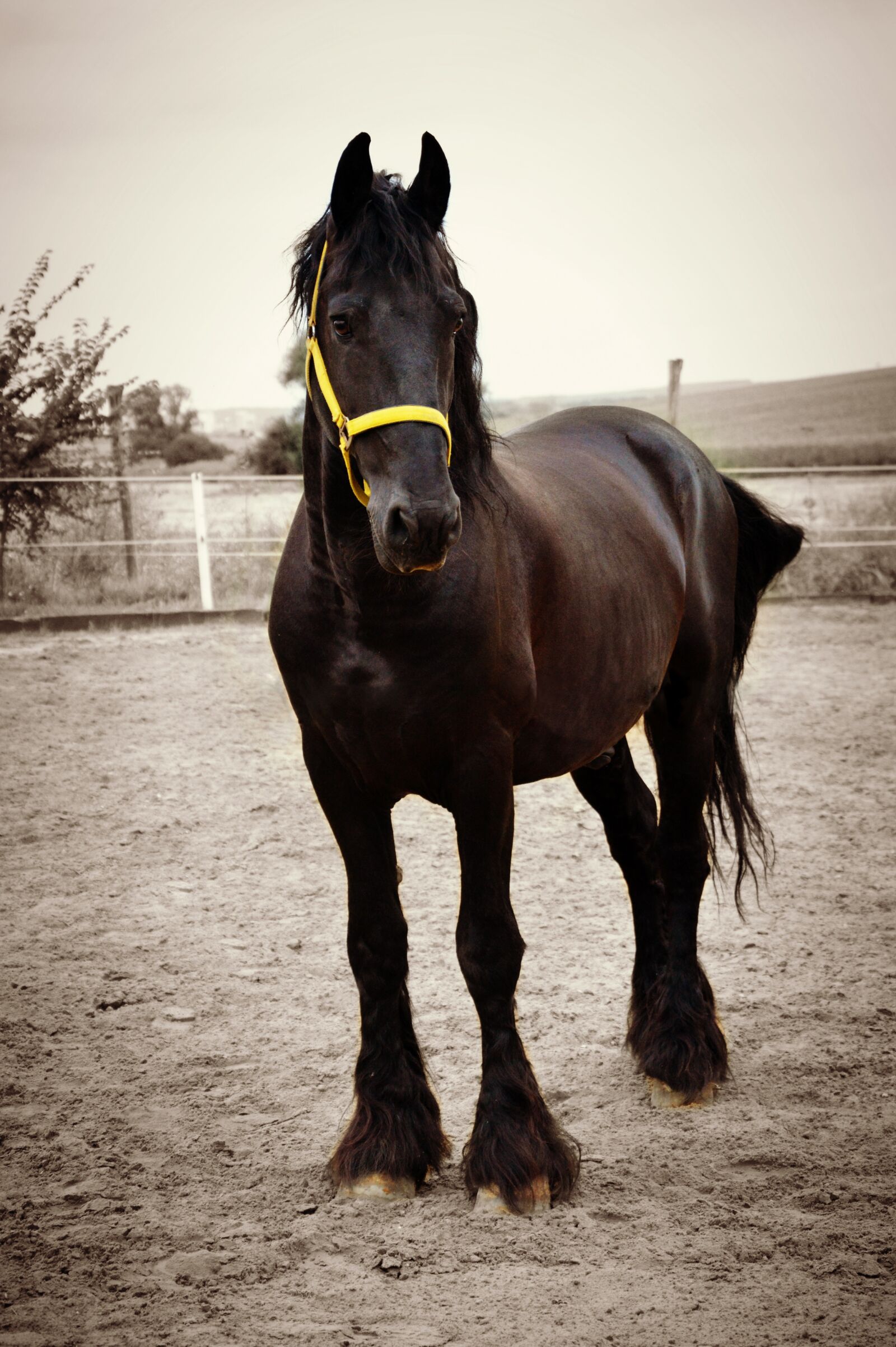 Nikon D3200 sample photo. Friesian, stallion, horse photography