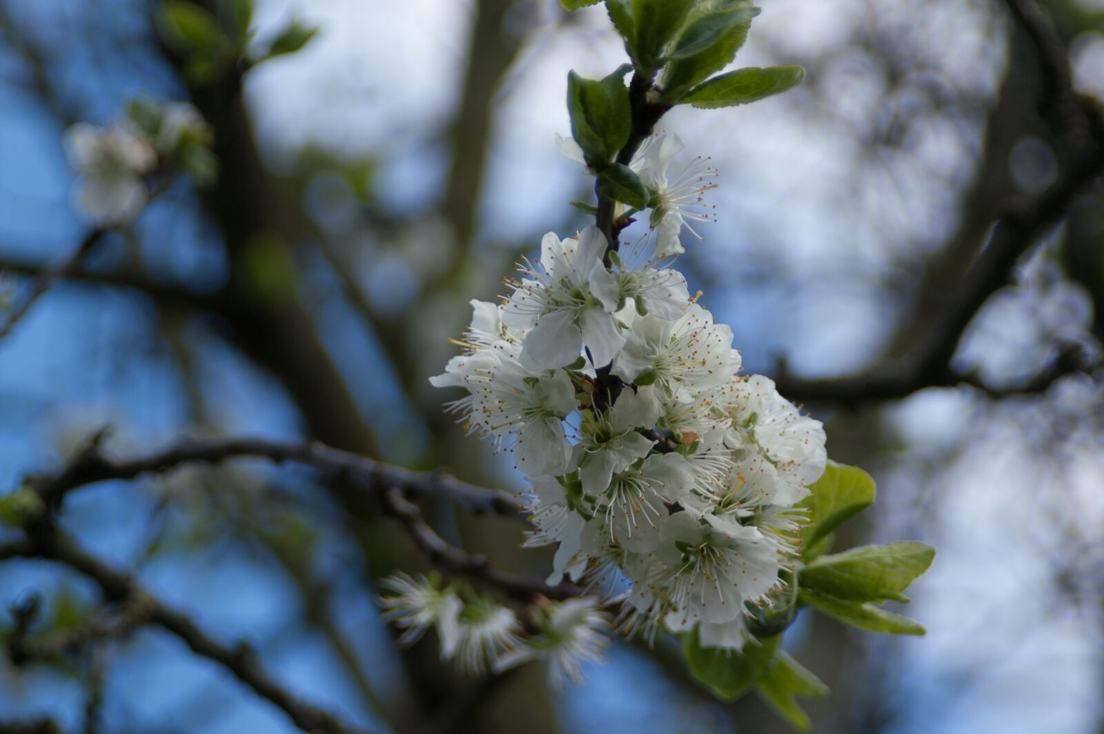 KONICA MINOLTA DYNAX 7D sample photo. Branch, plant, nature photography