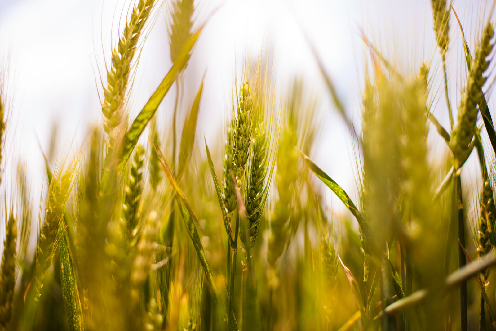 Canon EOS 5D Mark II sample photo. Agriculture, cereals, cornfield, farming photography