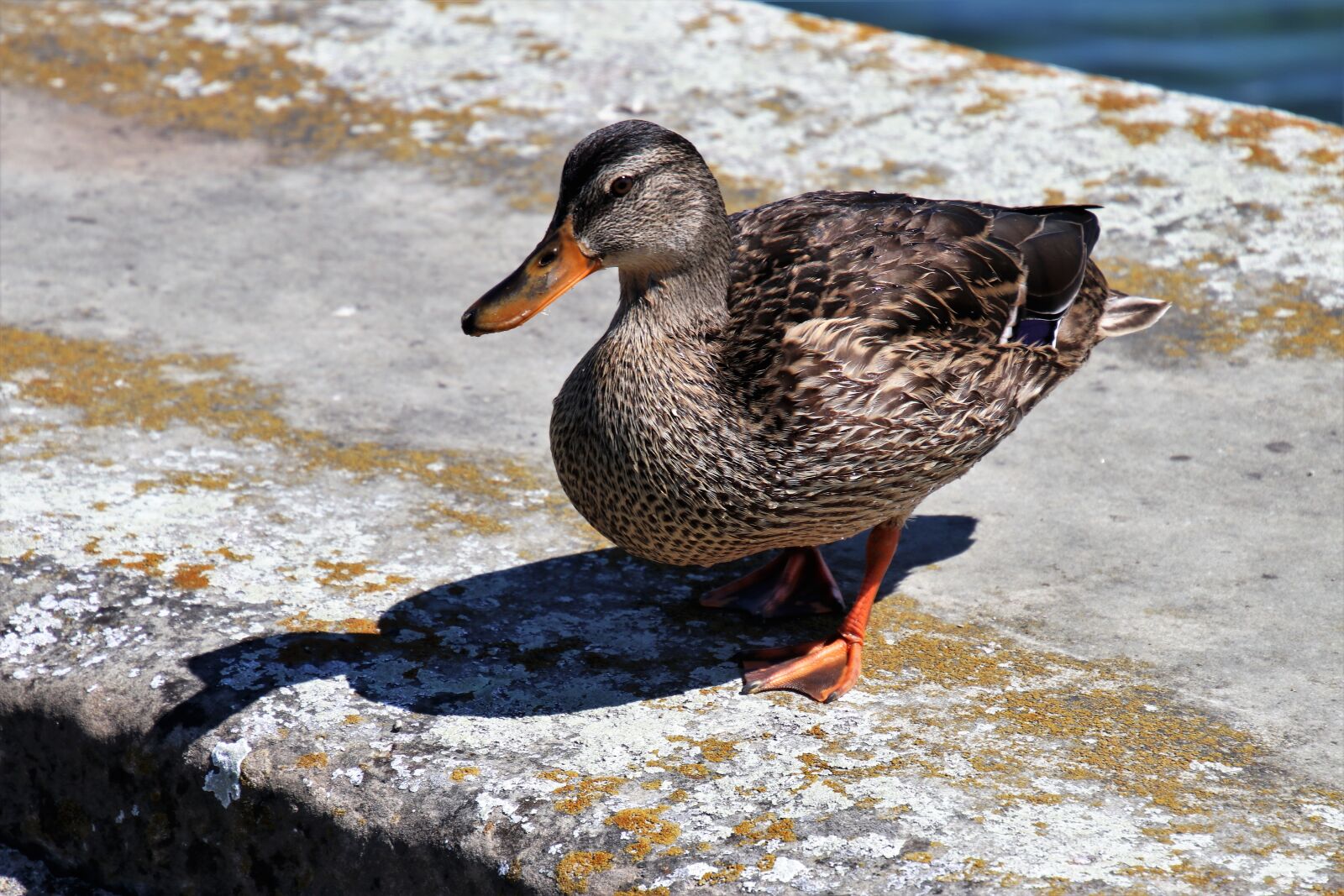 Canon EOS 80D sample photo. Duck, stone, the creation photography