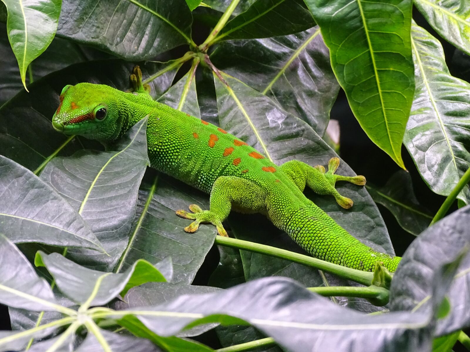 Sony Cyber-shot DSC-HX400V sample photo. The gecko, lizard, animals photography