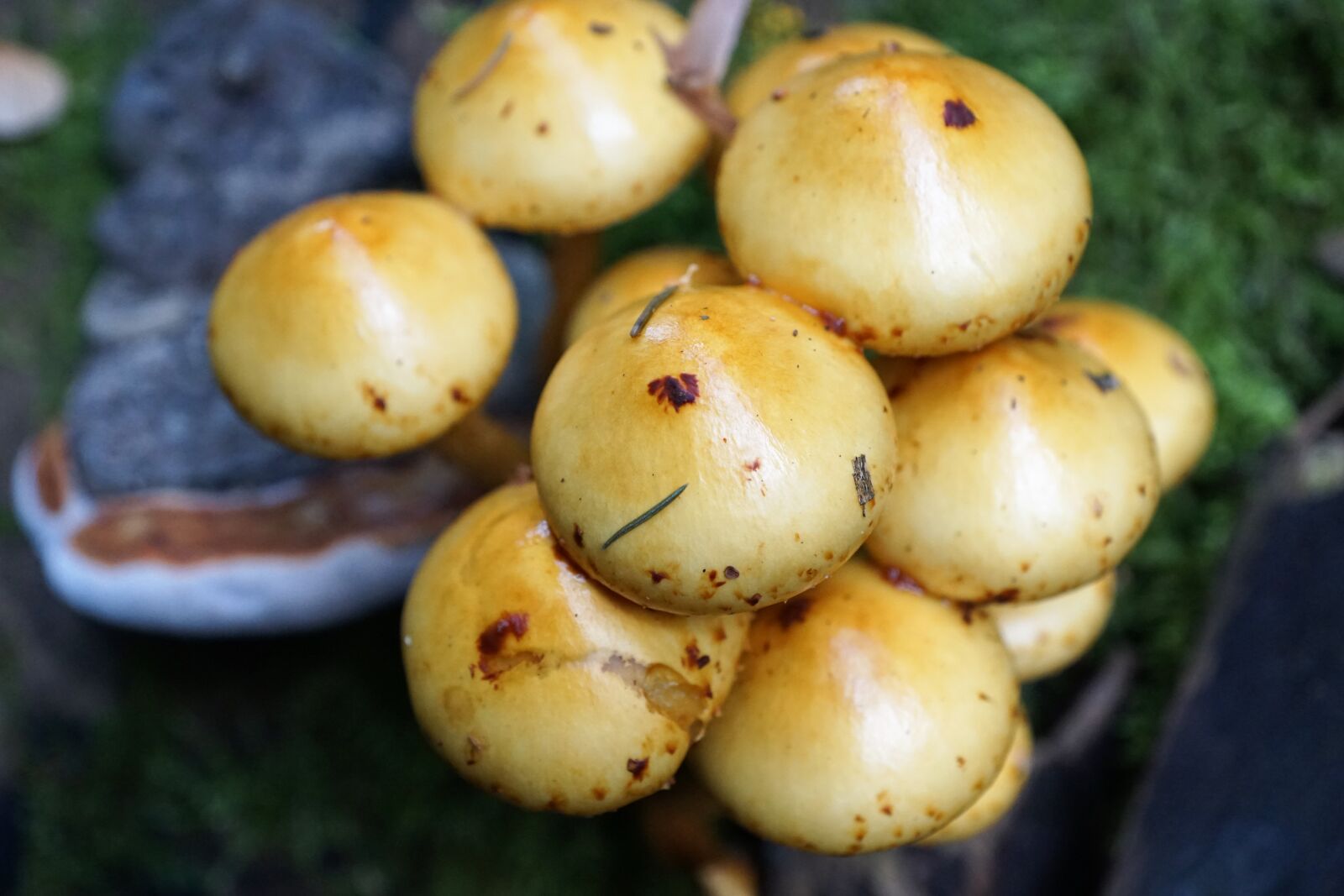 Sony ILCA-77M2 + Sony DT 16-50mm F2.8 SSM sample photo. Mushrooms, nature, eat photography