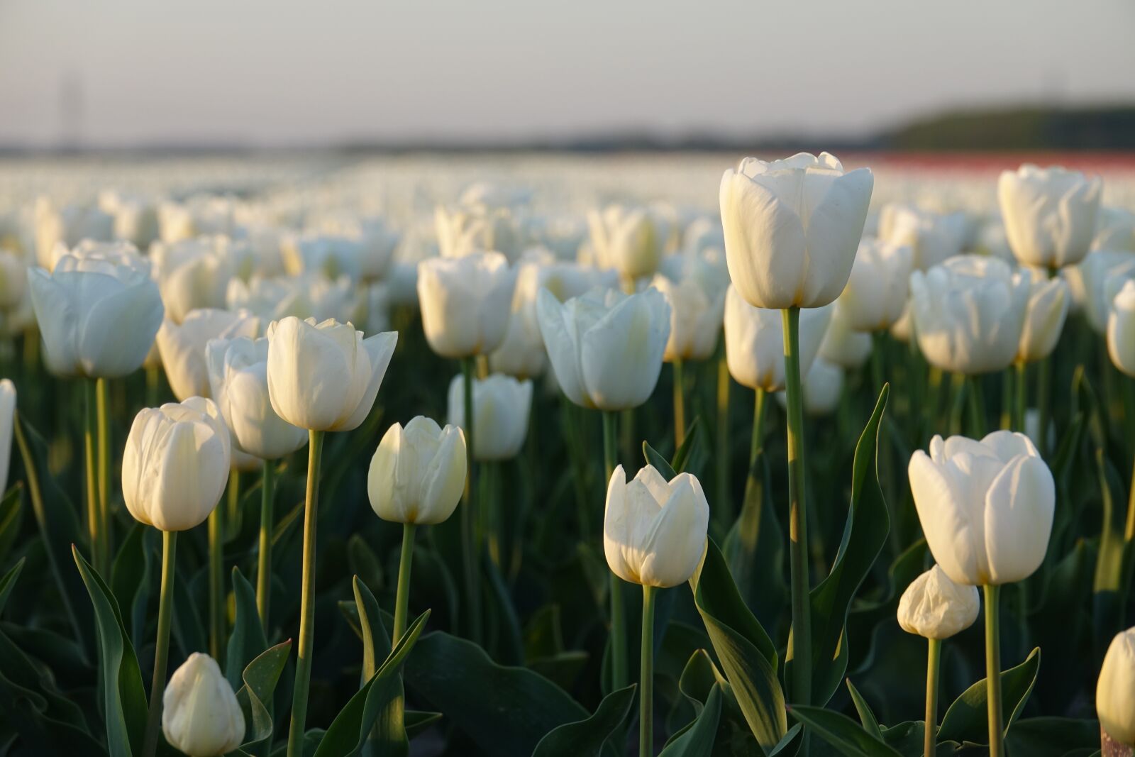 Sony Cyber-shot DSC-RX10 III sample photo. Tulips, tulip field, white photography