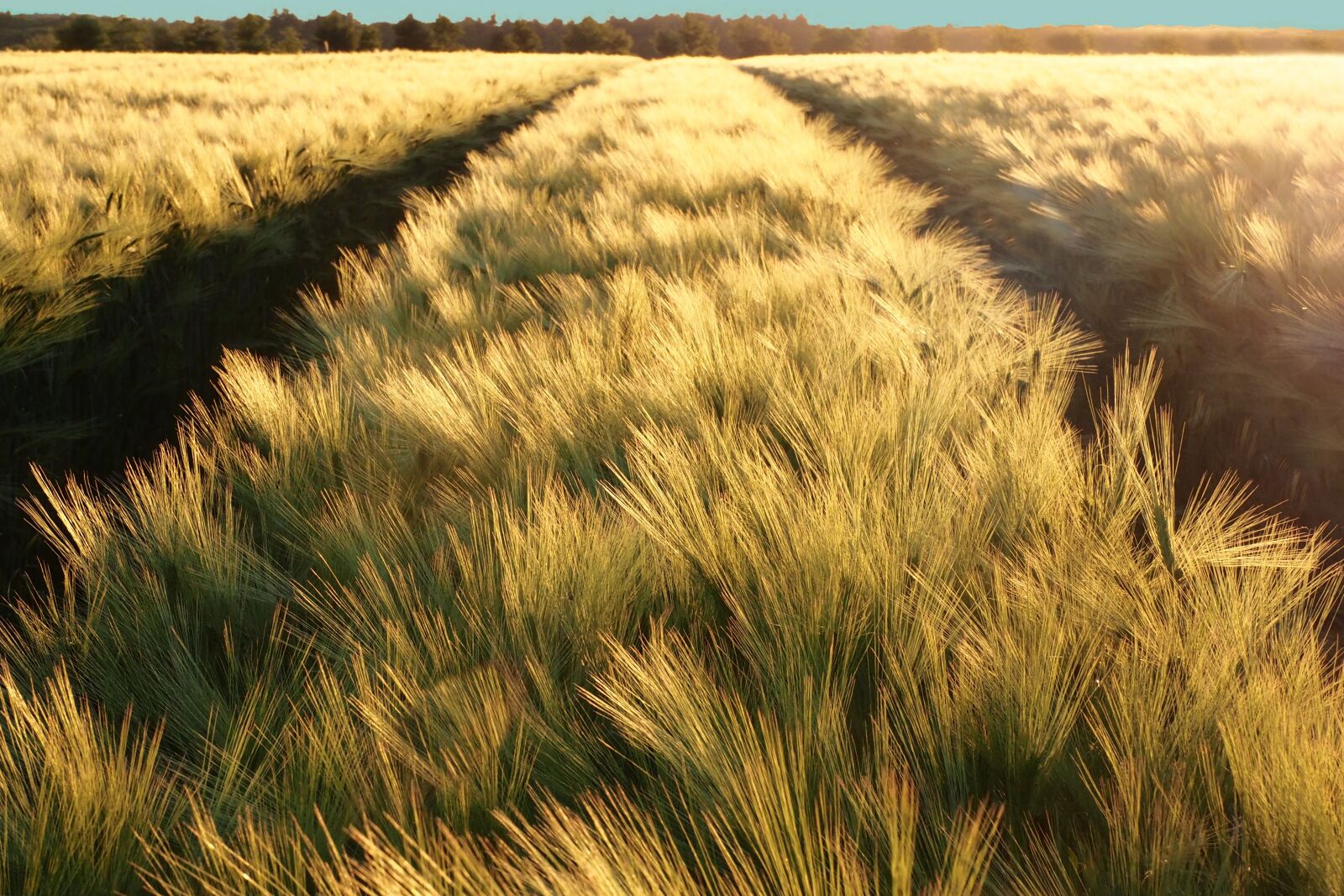 Olympus M.Zuiko Digital ED 12-100mm F4.0 IS Pro sample photo. Landscape, wheatfield, grain photography