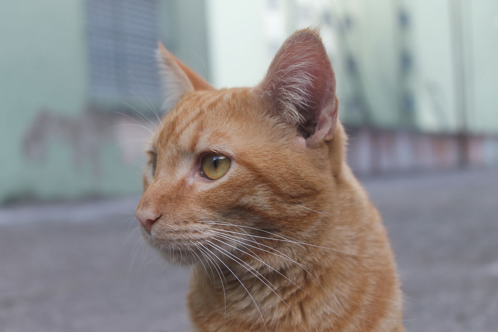 Canon EOS 1100D (EOS Rebel T3 / EOS Kiss X50) sample photo. Animal, cat, feline photography