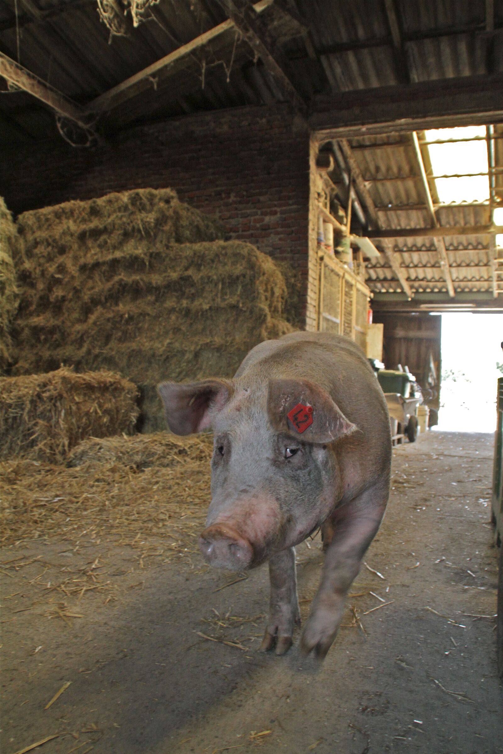 Canon EOS 7D sample photo. Pig, sow, farm photography