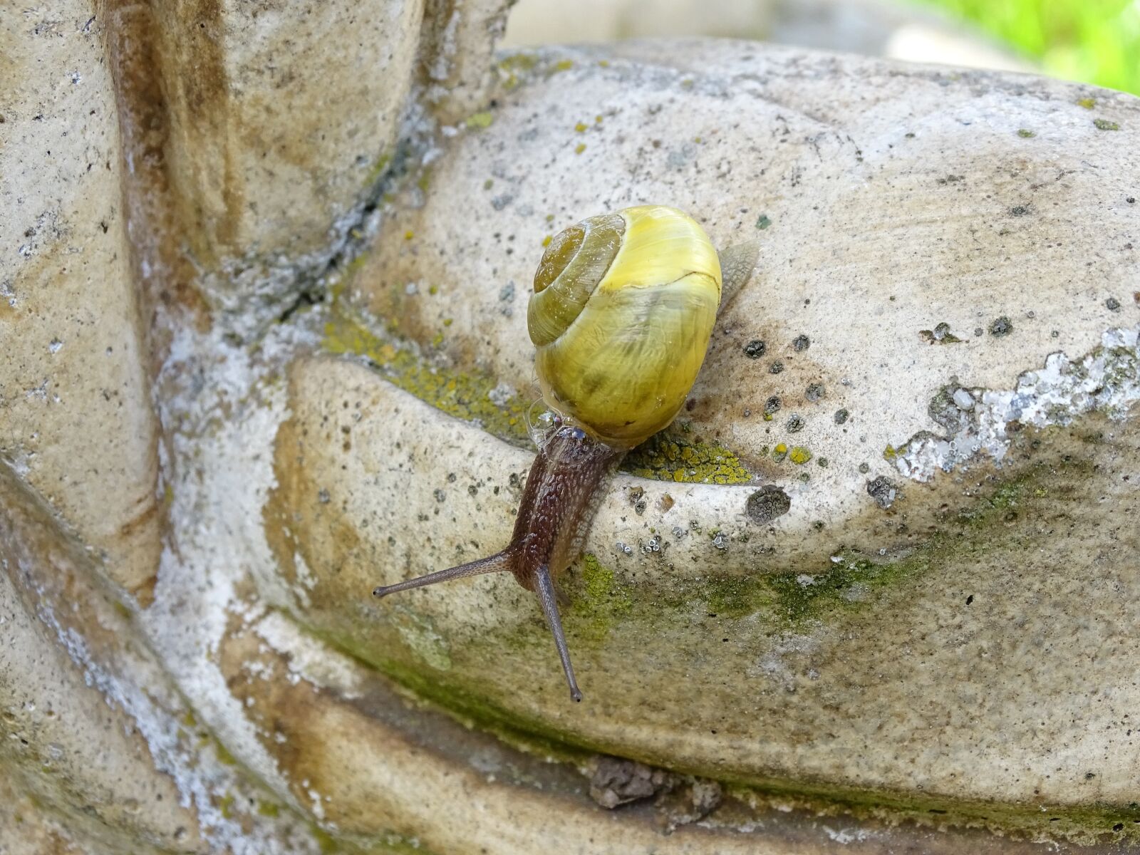 Sony Cyber-shot DSC-HX400V sample photo. Snail, shellfish, garden snail photography