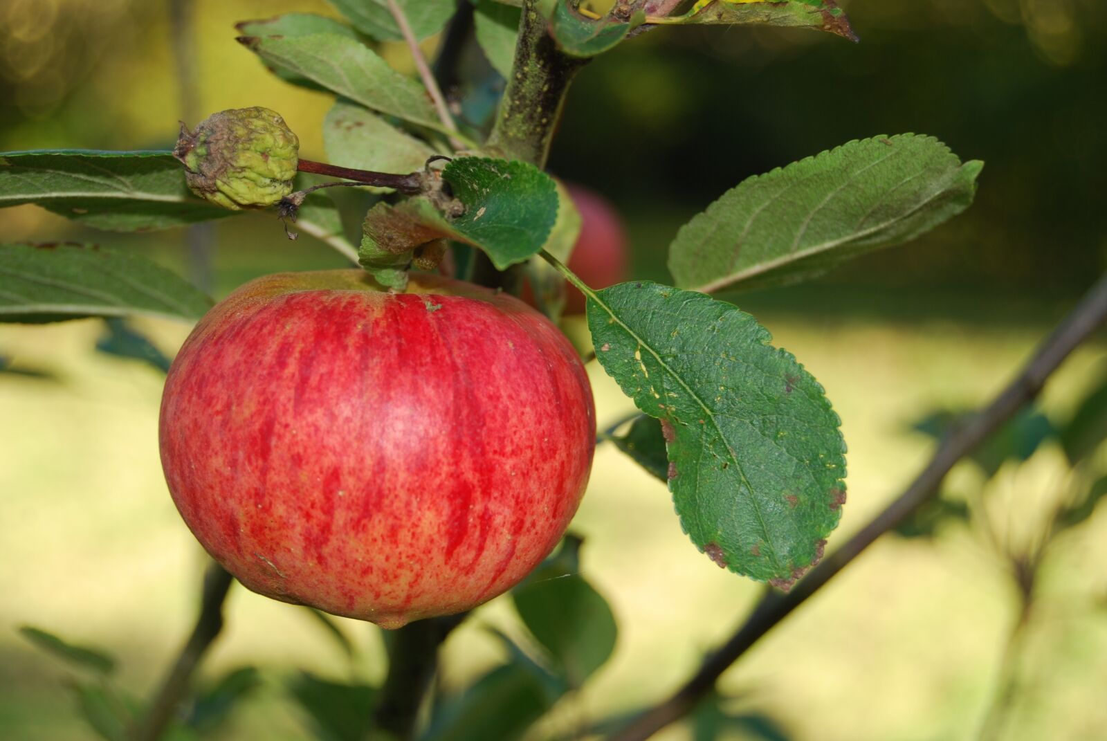 Nikon D40X sample photo. Apple, fall photography