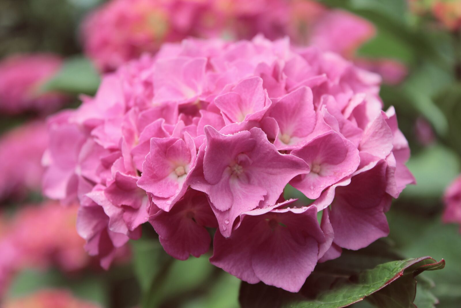 Canon EOS 600D (Rebel EOS T3i / EOS Kiss X5) sample photo. Flower, spring, pink photography