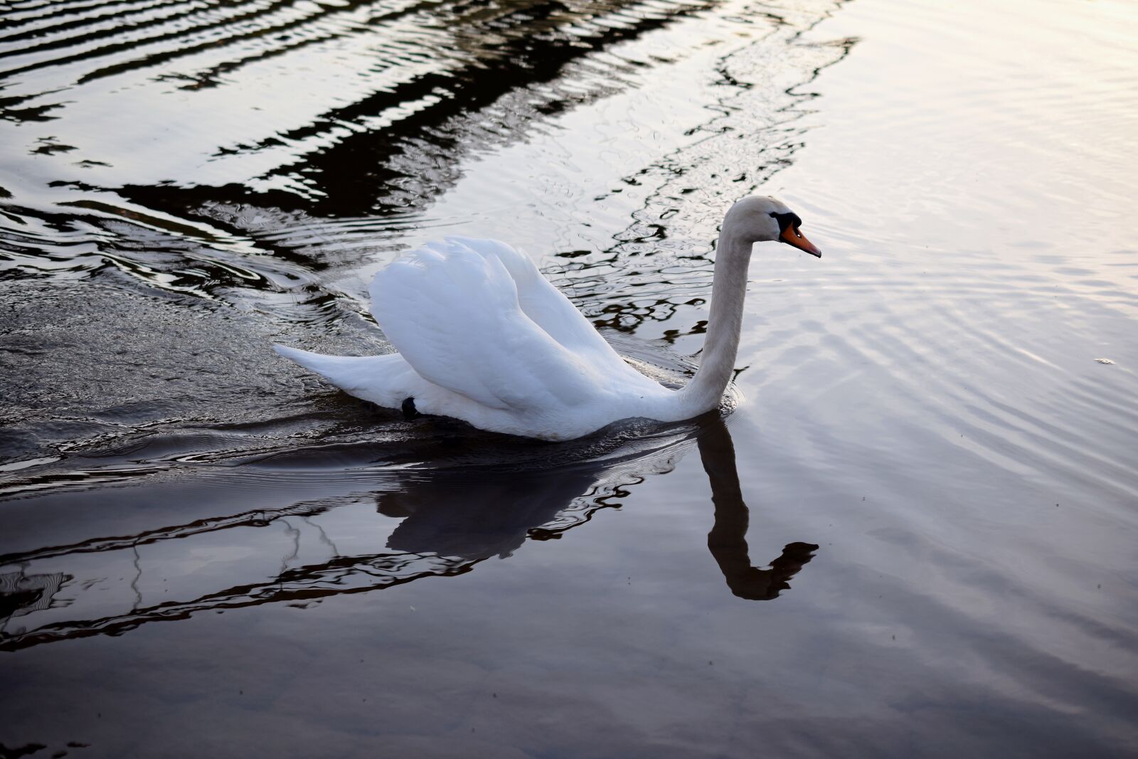 Nikon D5300 sample photo. Swan, ducks, duck bird photography