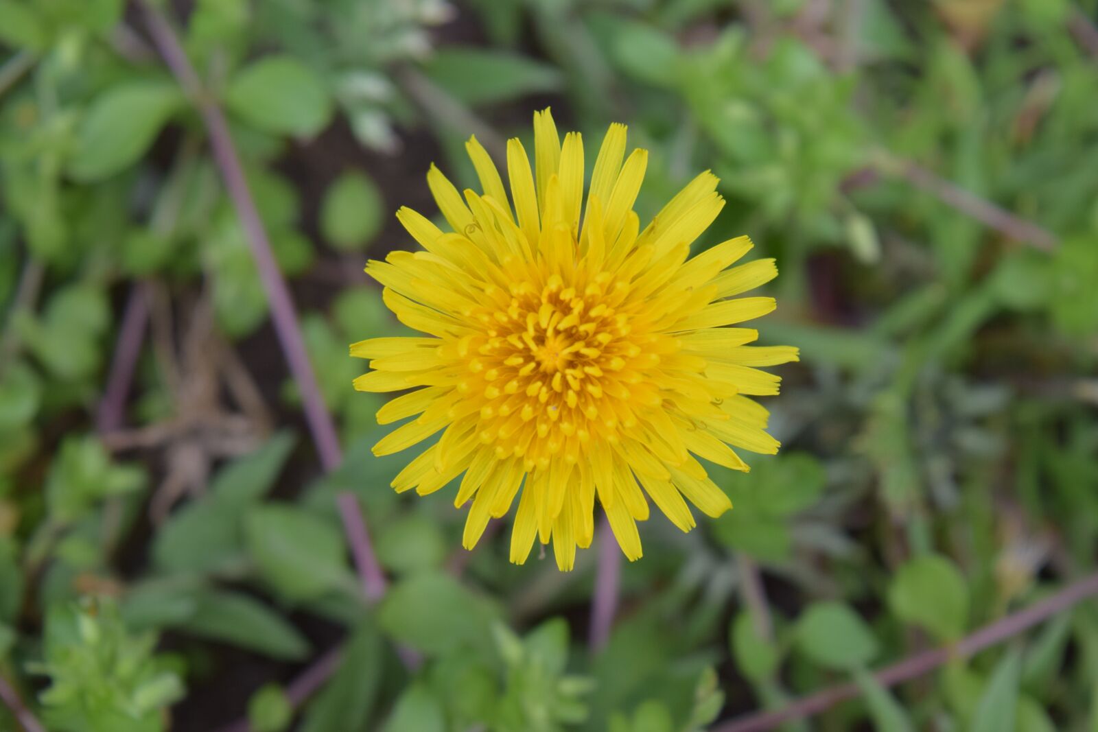 Nikon D3300 sample photo. Yellow flower, flower, sprint photography