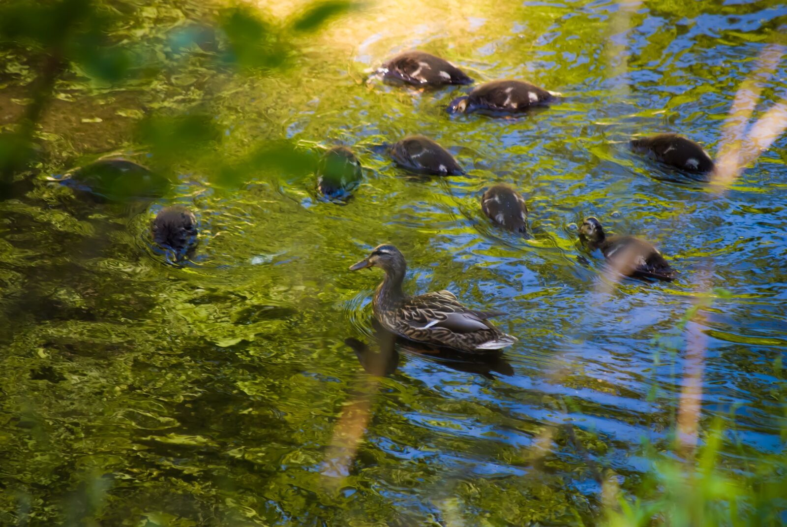 Nikon D3000 sample photo. Ducks, duckings, duck photography