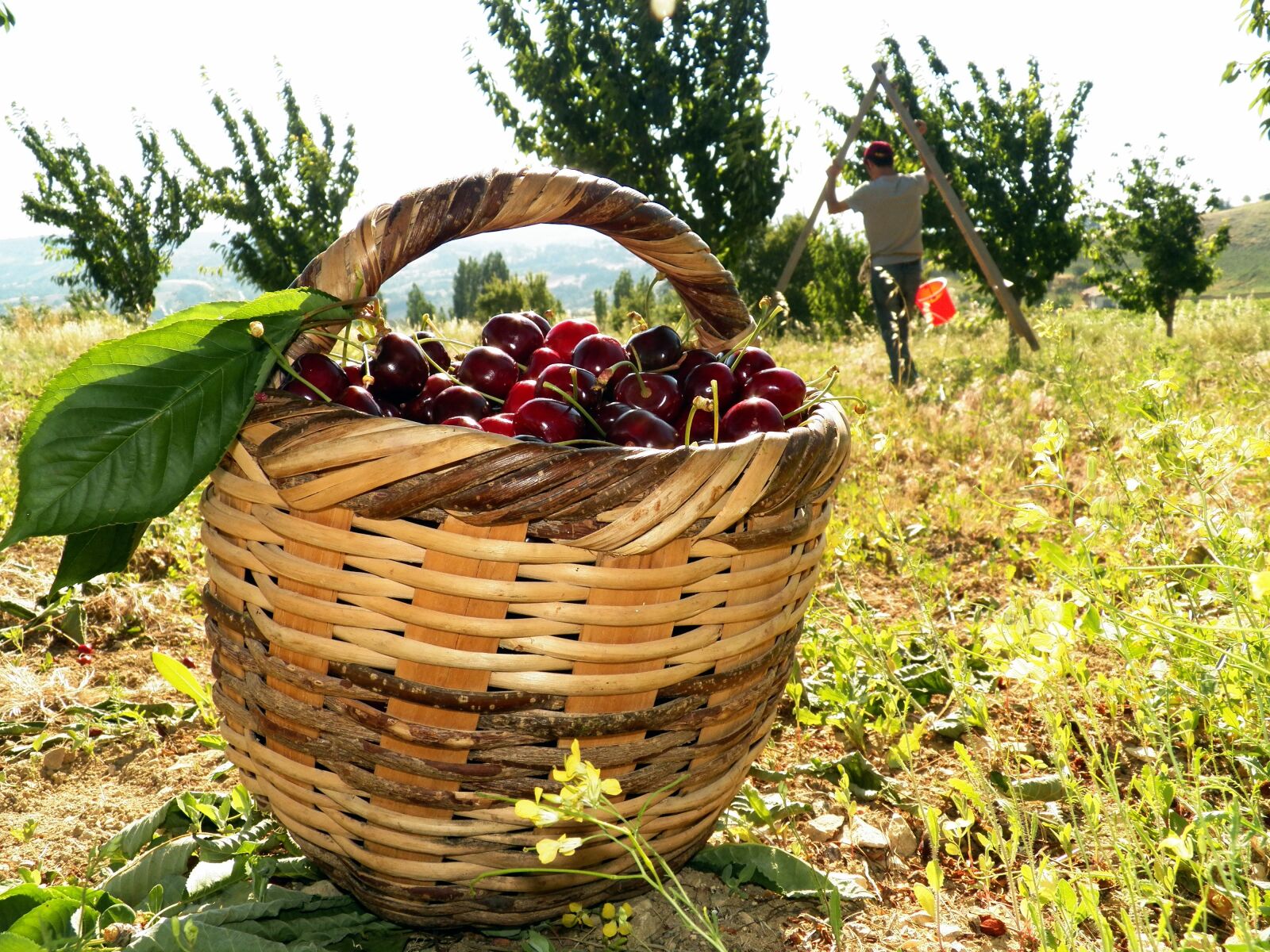 Kodak EasyShare Z990 (EasyShare Max) sample photo. Garden, cherry, cherries photography