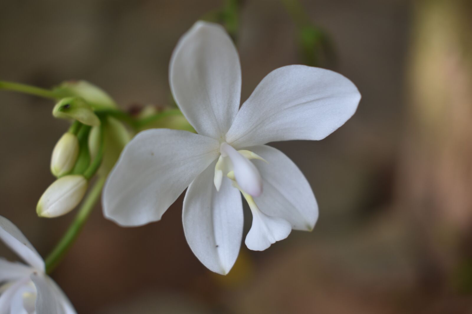 Nikon D3400 sample photo. Flower, nature, flora photography