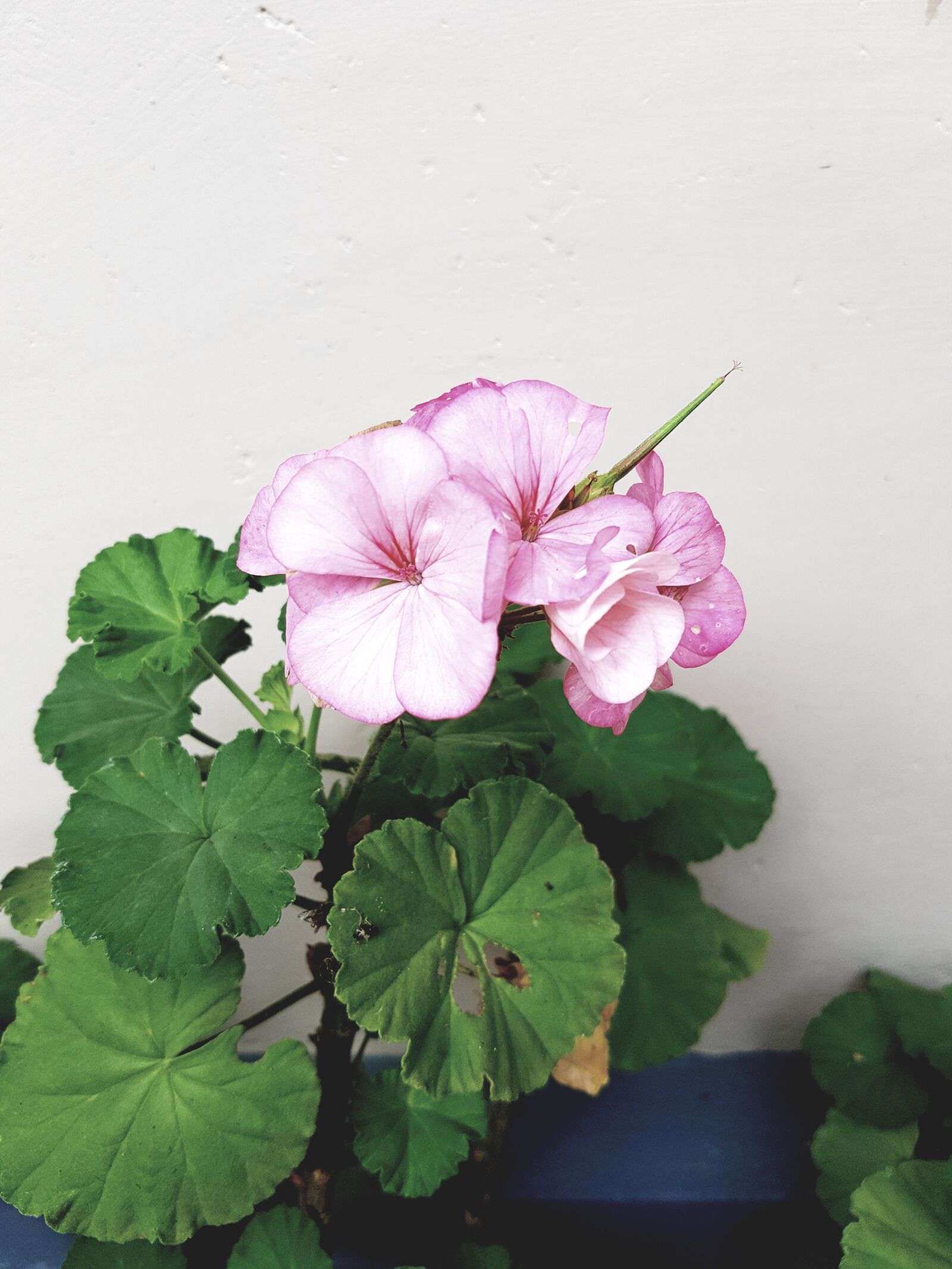 Samsung Galaxy S7 sample photo. Garden, flowers, potted plants photography