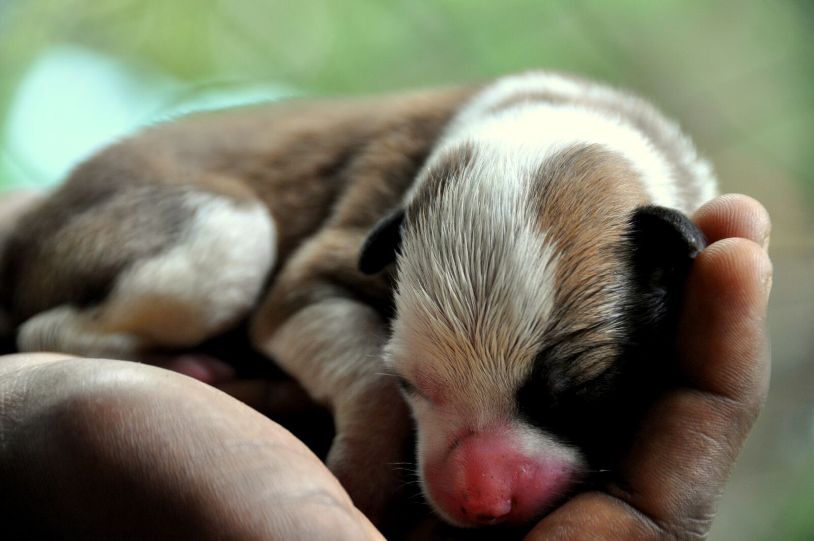 Nikon D5000 sample photo. Mammal, cute, baby photography