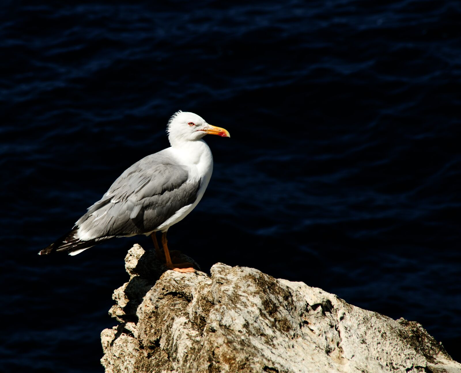 Pentax K-30 sample photo. Seagull, bird, ave photography