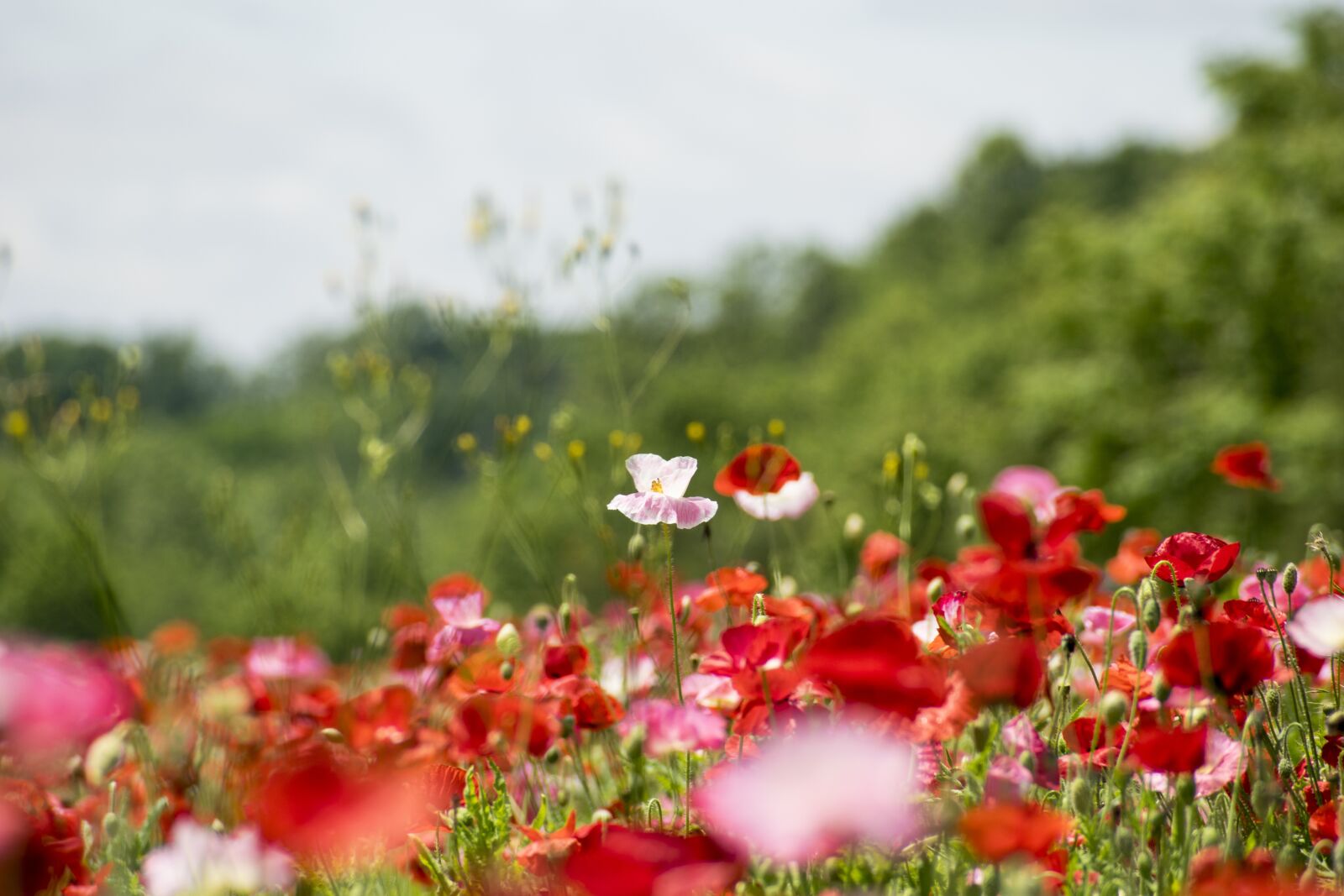 Nikon D5300 sample photo. Posies, flowers, summer photography