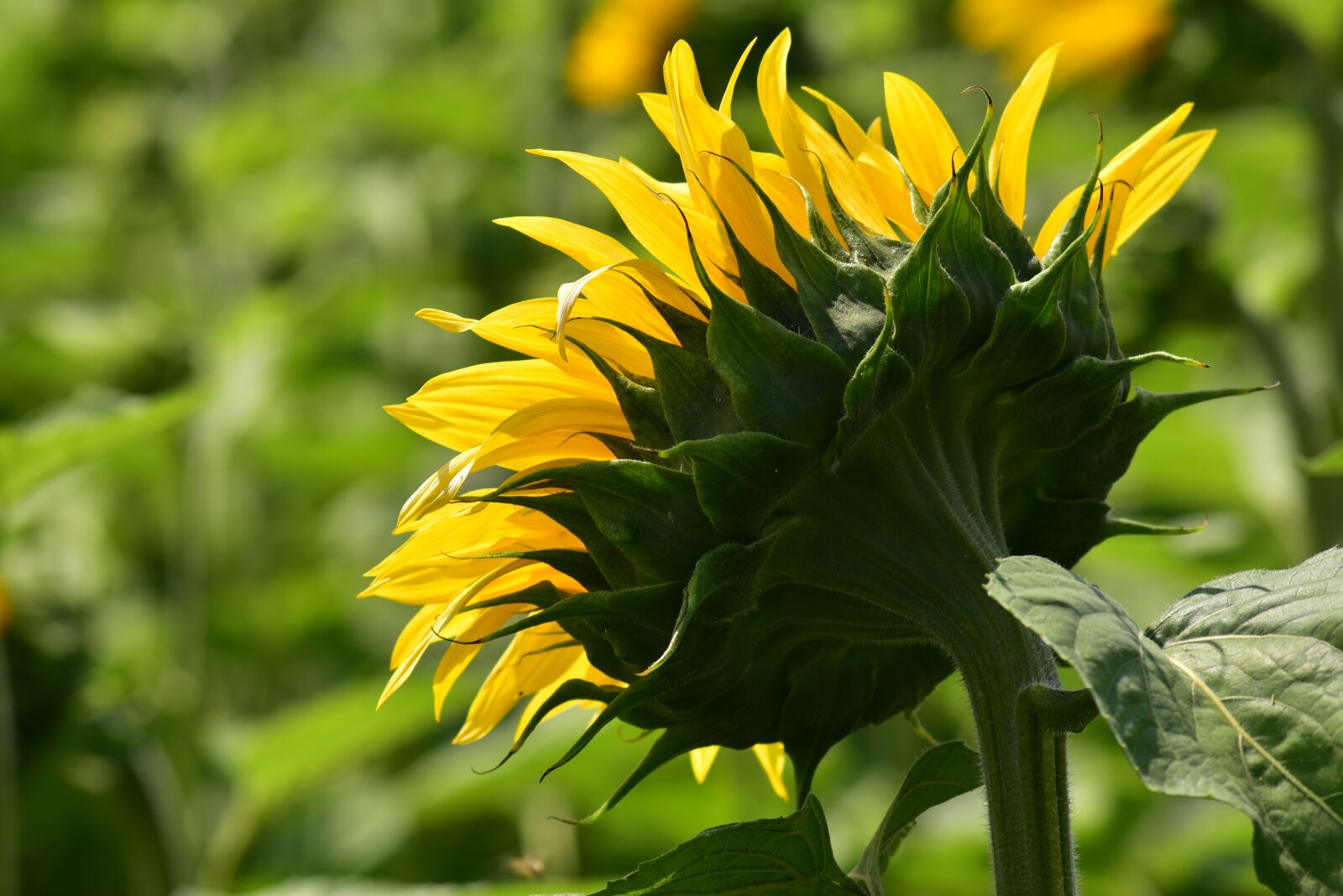Nikon D750 sample photo. Sunflower, bright, blossom photography