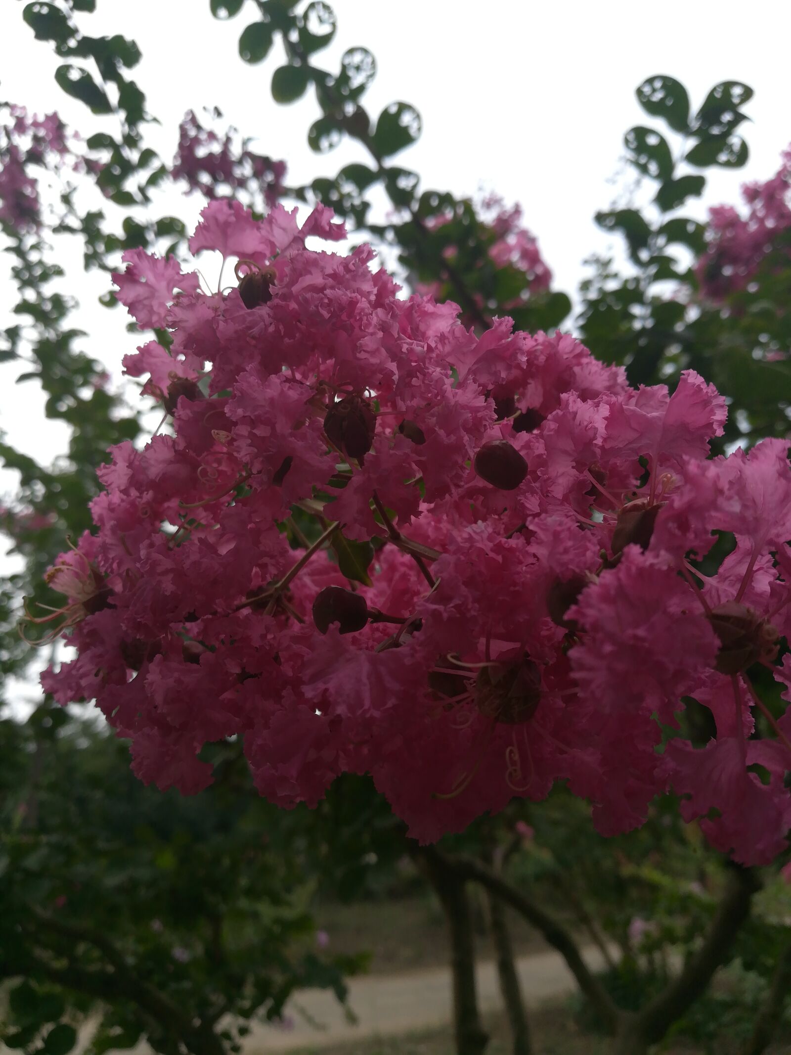 HUAWEI c??Eu?s 6X sample photo