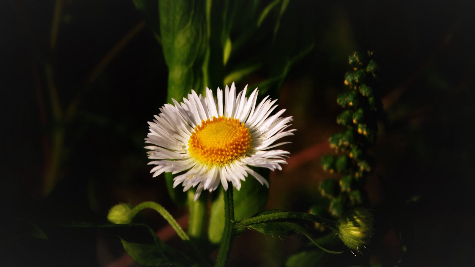 Sony Cyber-shot DSC-HX300 sample photo. Daisy, flower, plant photography