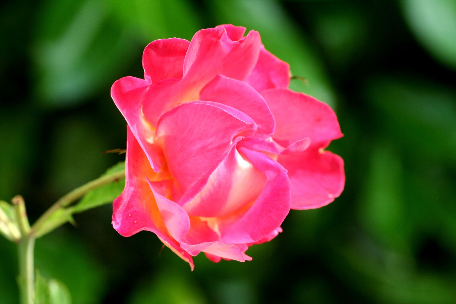 Canon EOS 350D (EOS Digital Rebel XT / EOS Kiss Digital N) sample photo. Pink, flower, garden photography