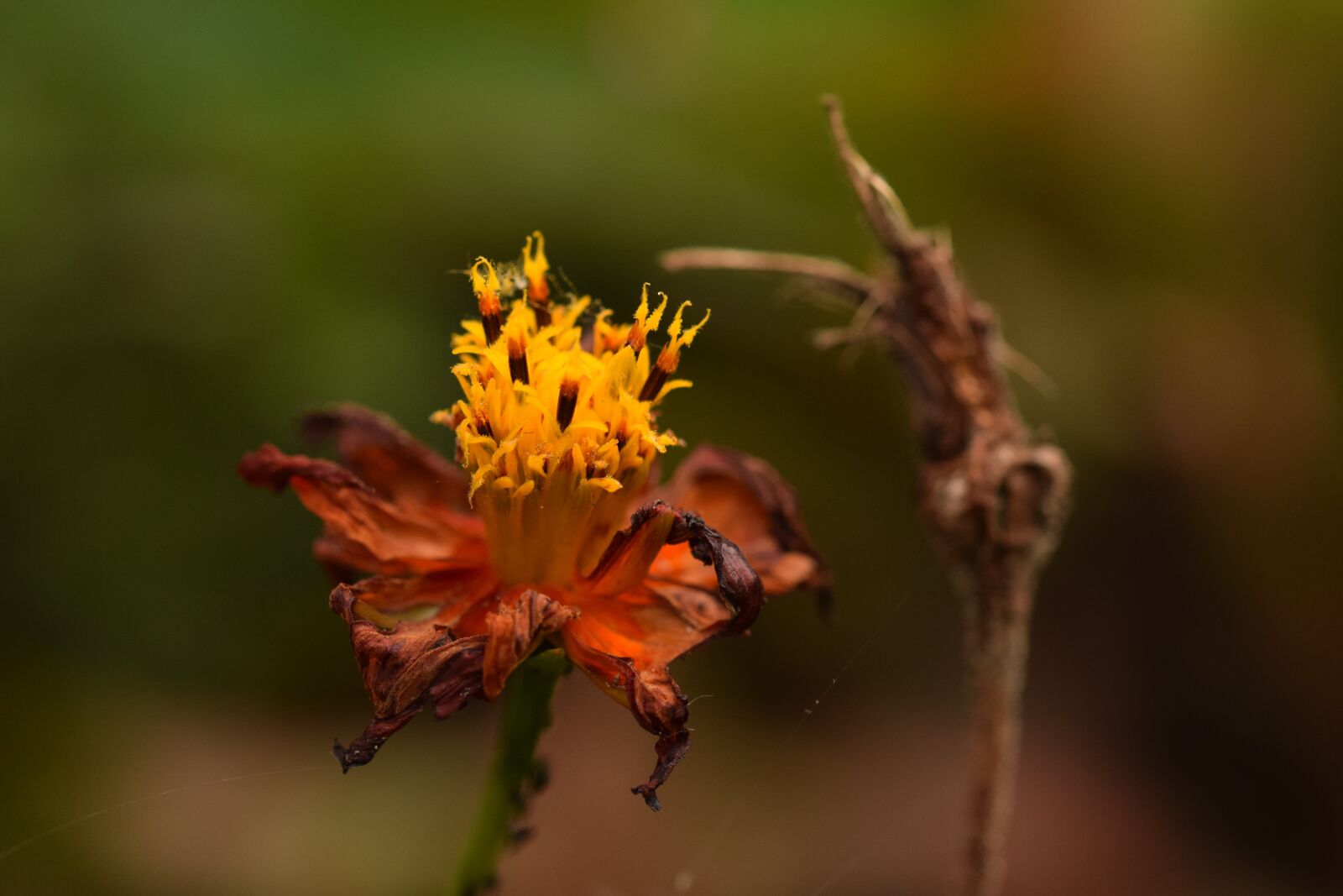 Nikon D5300 sample photo. Wilted flower, flower, orange photography