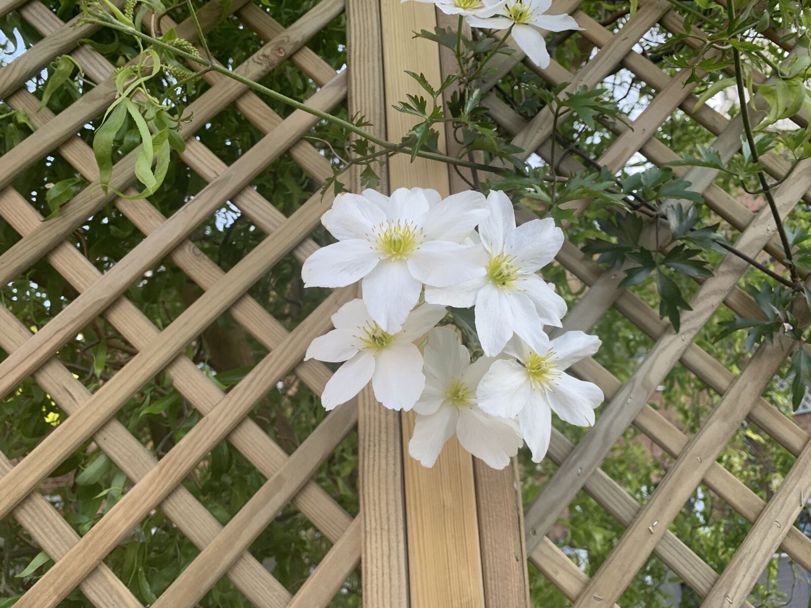 Apple iPhone XR sample photo. White, garden, nature photography