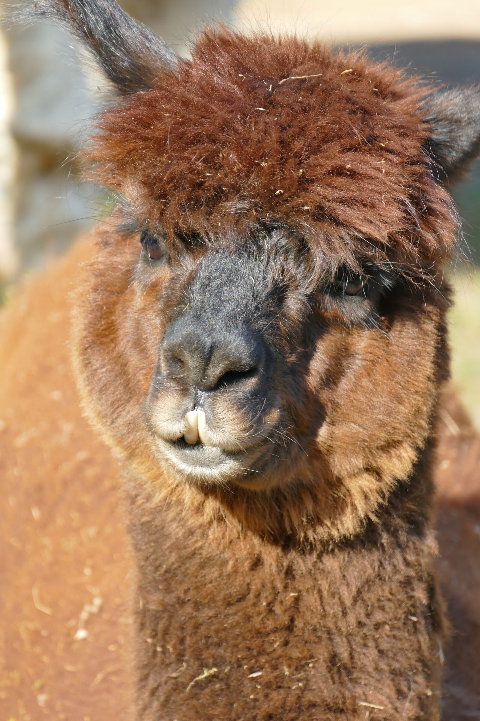 Panasonic Lumix DMC-FZ1000 sample photo. Alpaca, brown, head photography