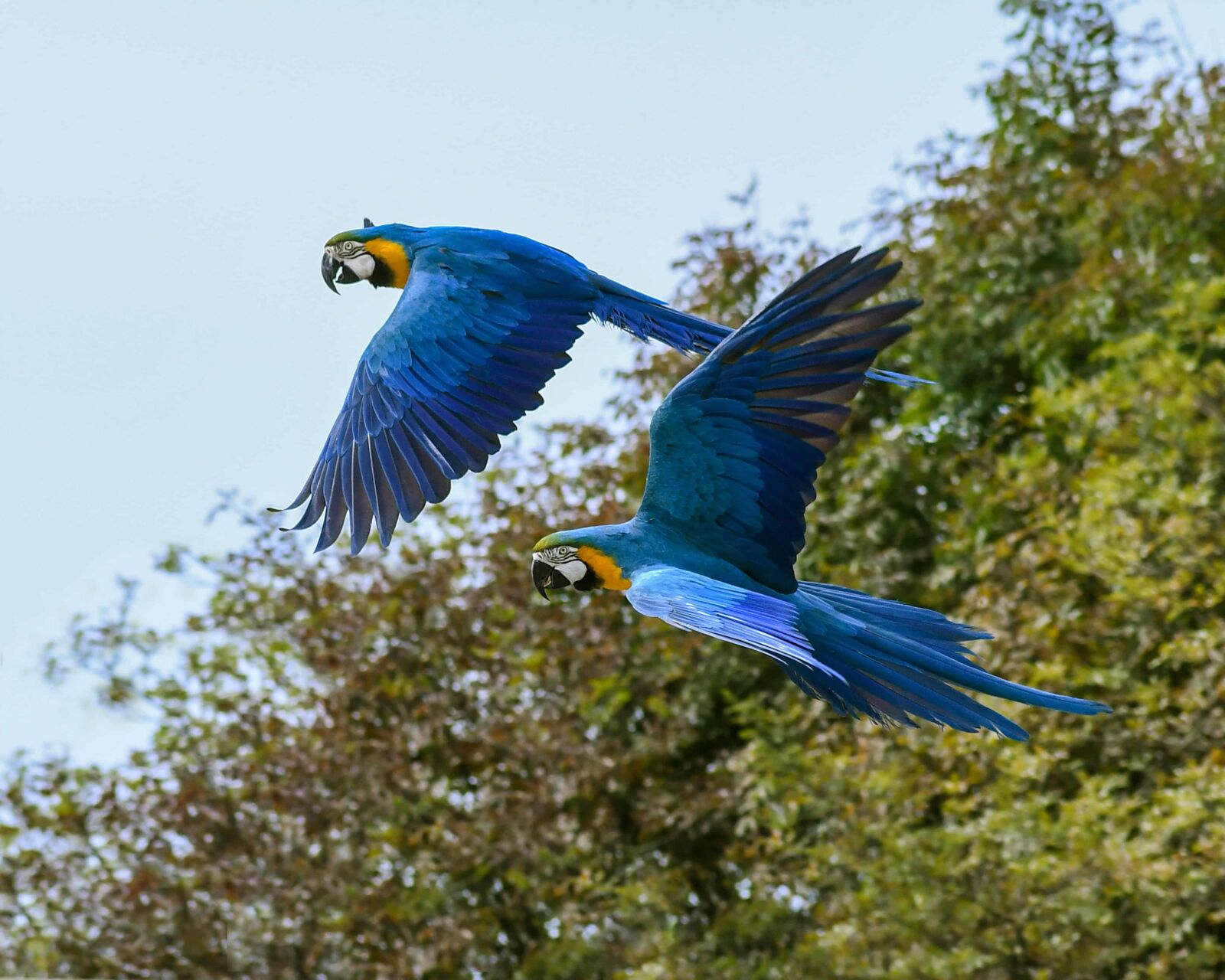 Nikon D500 sample photo. Nature, animal, macaw parrot photography
