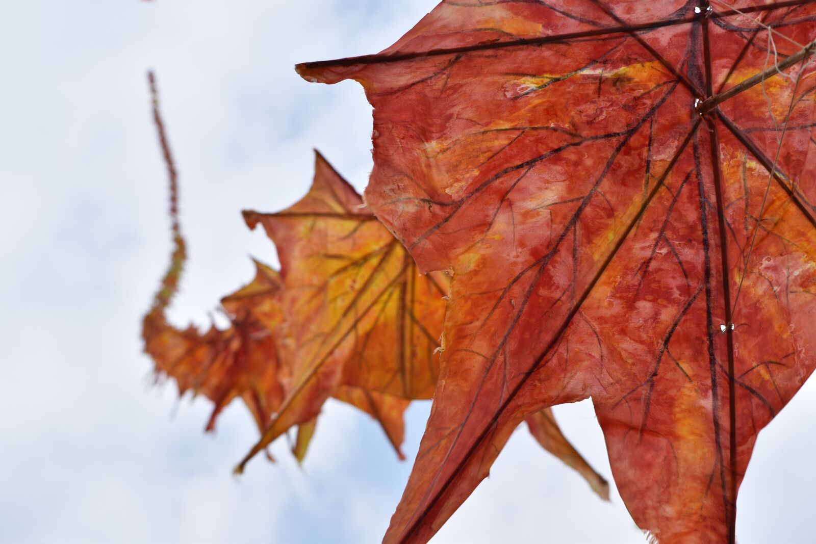 Nikon D5500 sample photo. Leaf, fall, nature photography