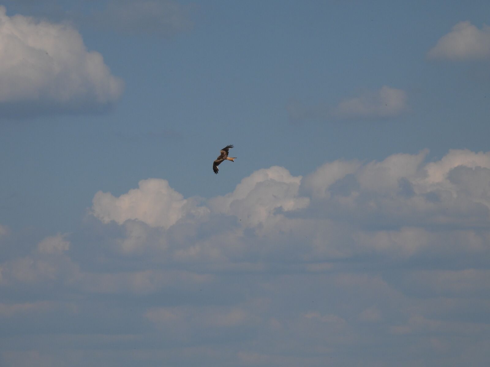 Nikon Coolpix P950 sample photo. Common buzzard, flying, buzzard photography