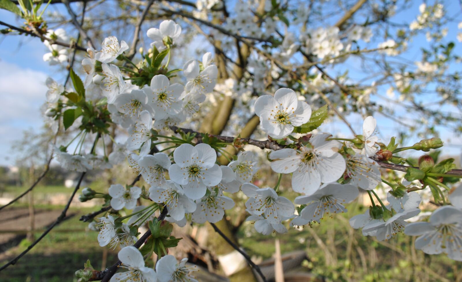 Nikon D3000 sample photo. Flowers, apple tree, spring photography