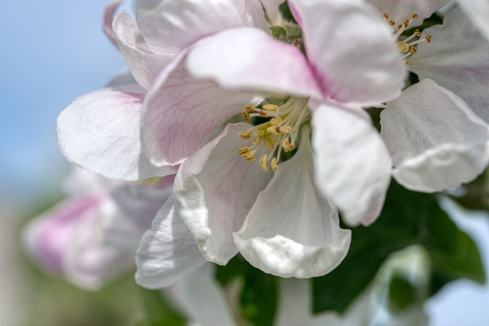 Nikon D750 sample photo. Apple blossom, close up photography