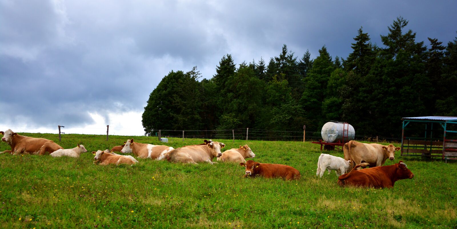 Nikon D5200 sample photo. Pasture, cows, agriculture photography