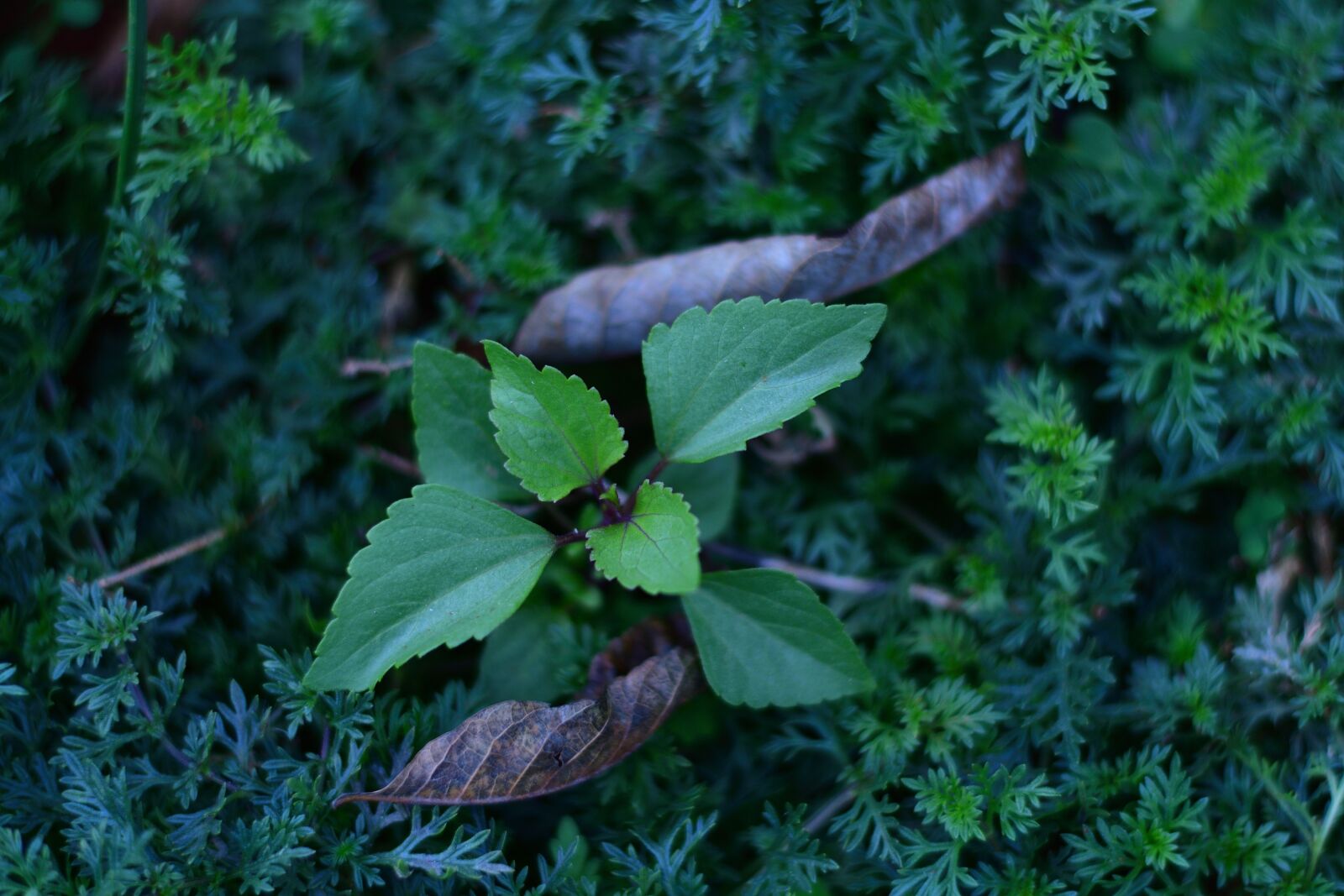 Nikon D7500 sample photo. Plant, meadow, grass photography