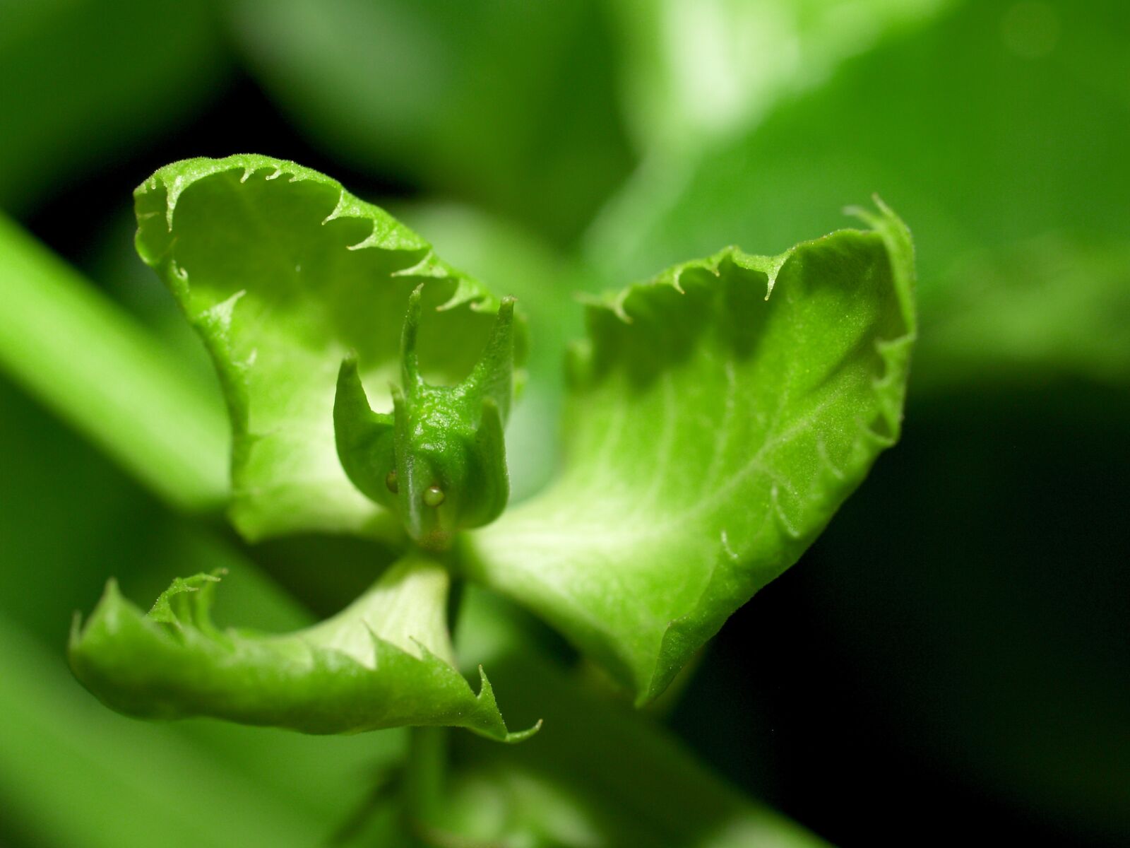 Olympus E-300 (EVOLT E-300) sample photo. Passion, flower, fruit photography