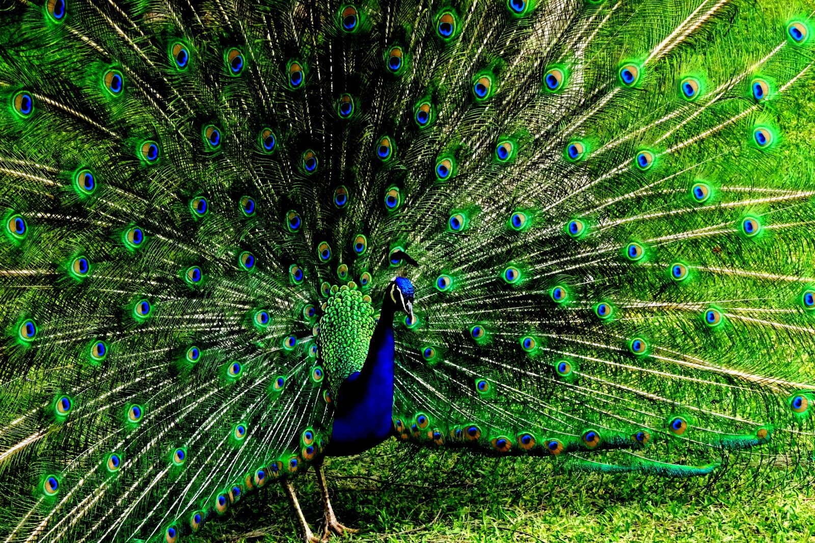 Sony Cyber-shot DSC-WX350 sample photo. Animal world, peacock, farbenspiel photography