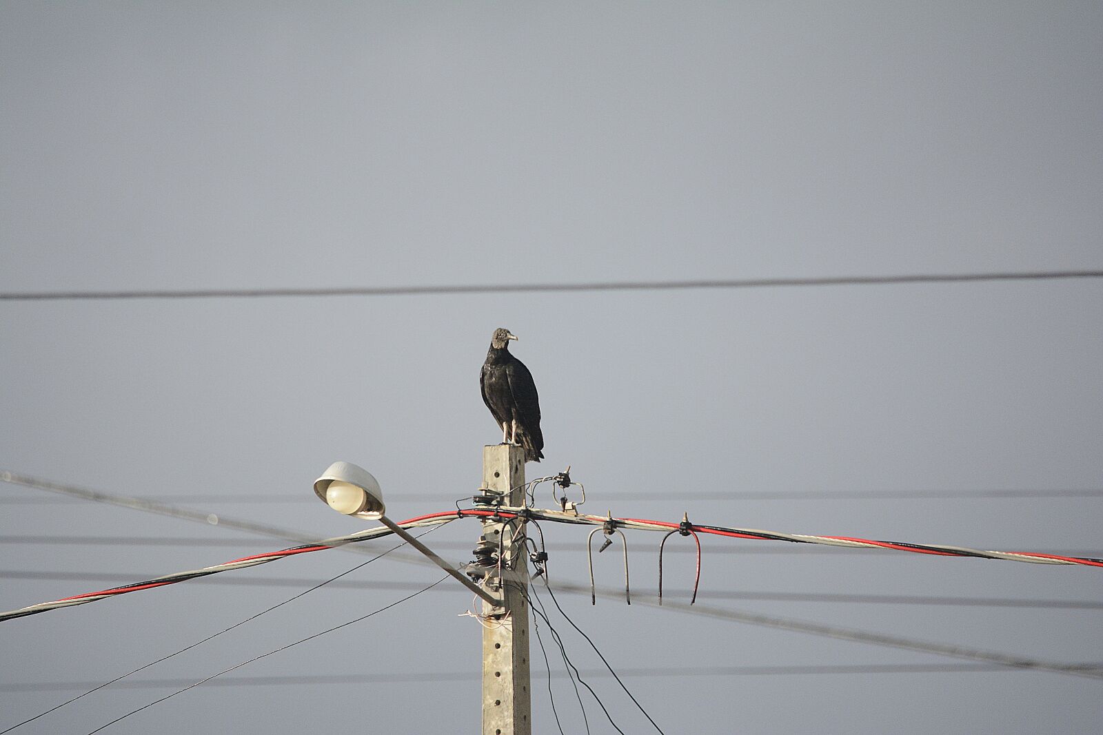 Nikon D5200 sample photo