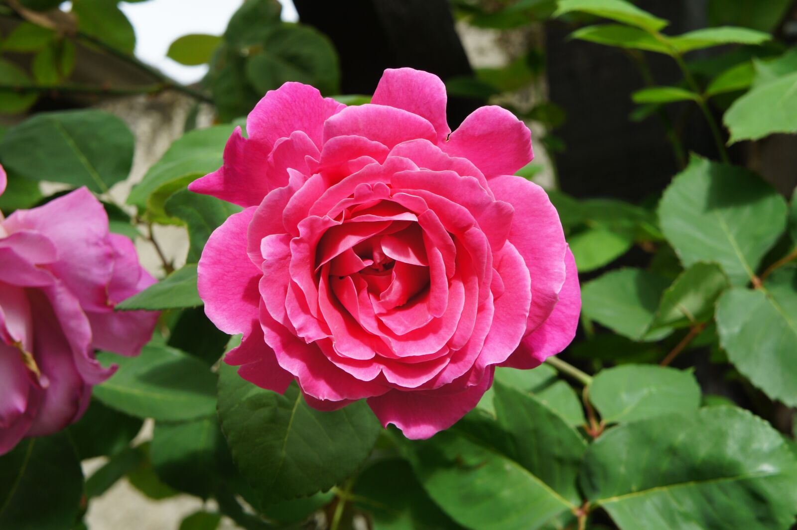 Sony Alpha NEX-3 + Sony E 18-55mm F3.5-5.6 OSS sample photo. Pink, garden, flower photography