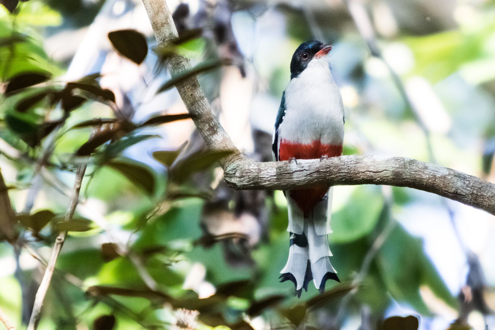 Canon EF 70-200mm F2.8L IS USM sample photo. Cuba, matanzas, cienaga de photography