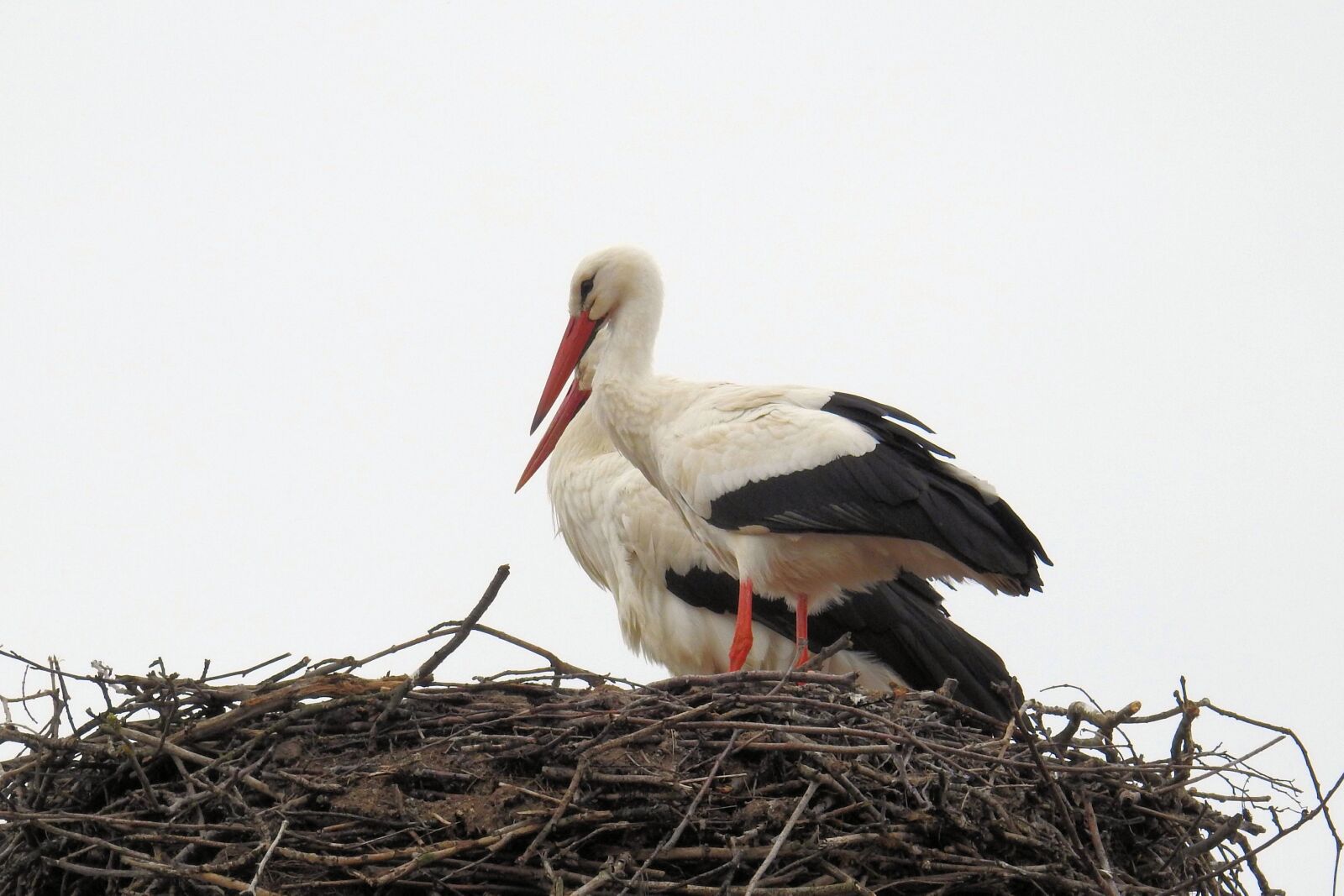 Nikon Coolpix P900 sample photo. Bird, nest, animal world photography