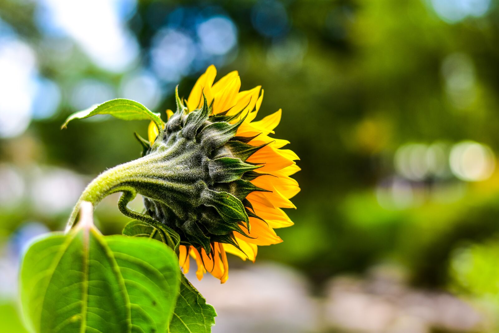 Nikon D3400 sample photo. Sunflower, flower, nature photography