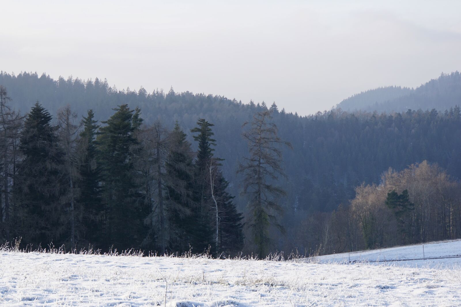 Sony E 18-200mm F3.5-6.3 OSS sample photo. Winter, black forest, cold photography