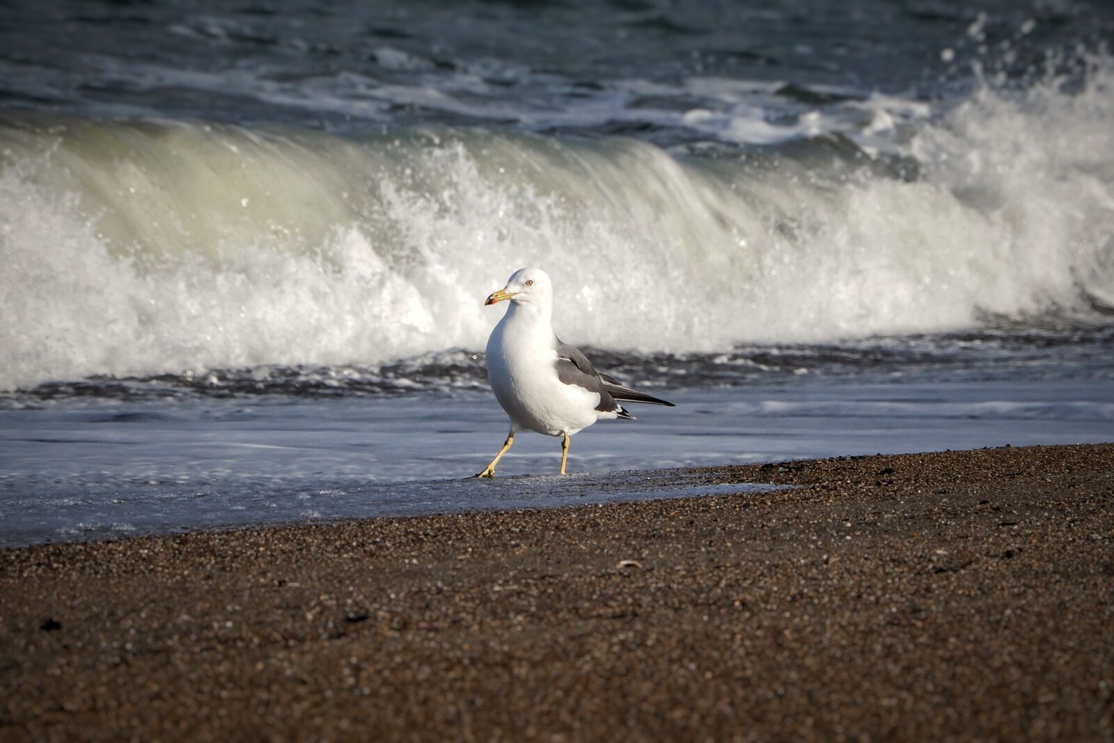 Nikon Coolpix A900 sample photo. Animal, sea, beach photography