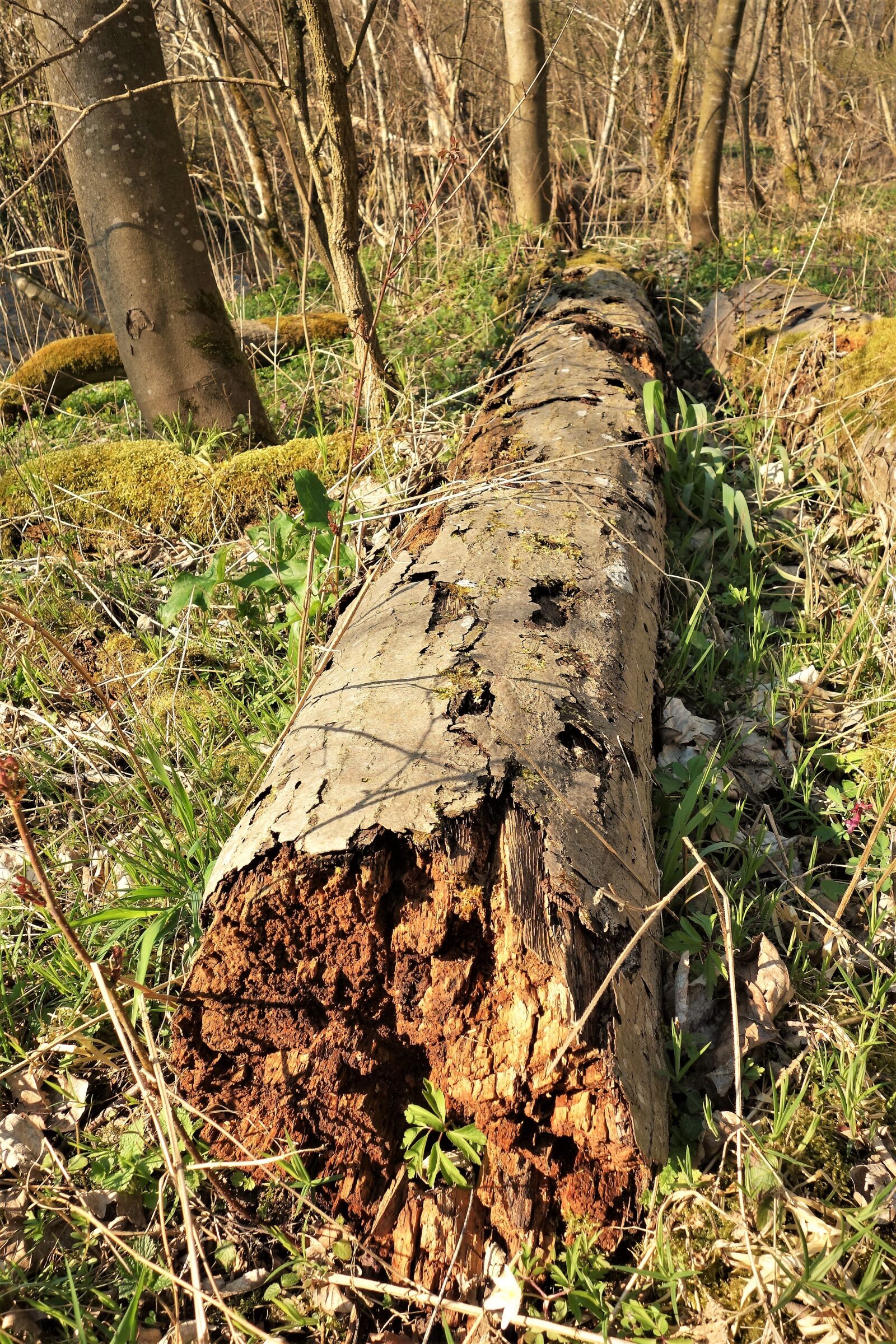Sony Cyber-shot DSC-RX100 sample photo. Forest, nature, transience photography