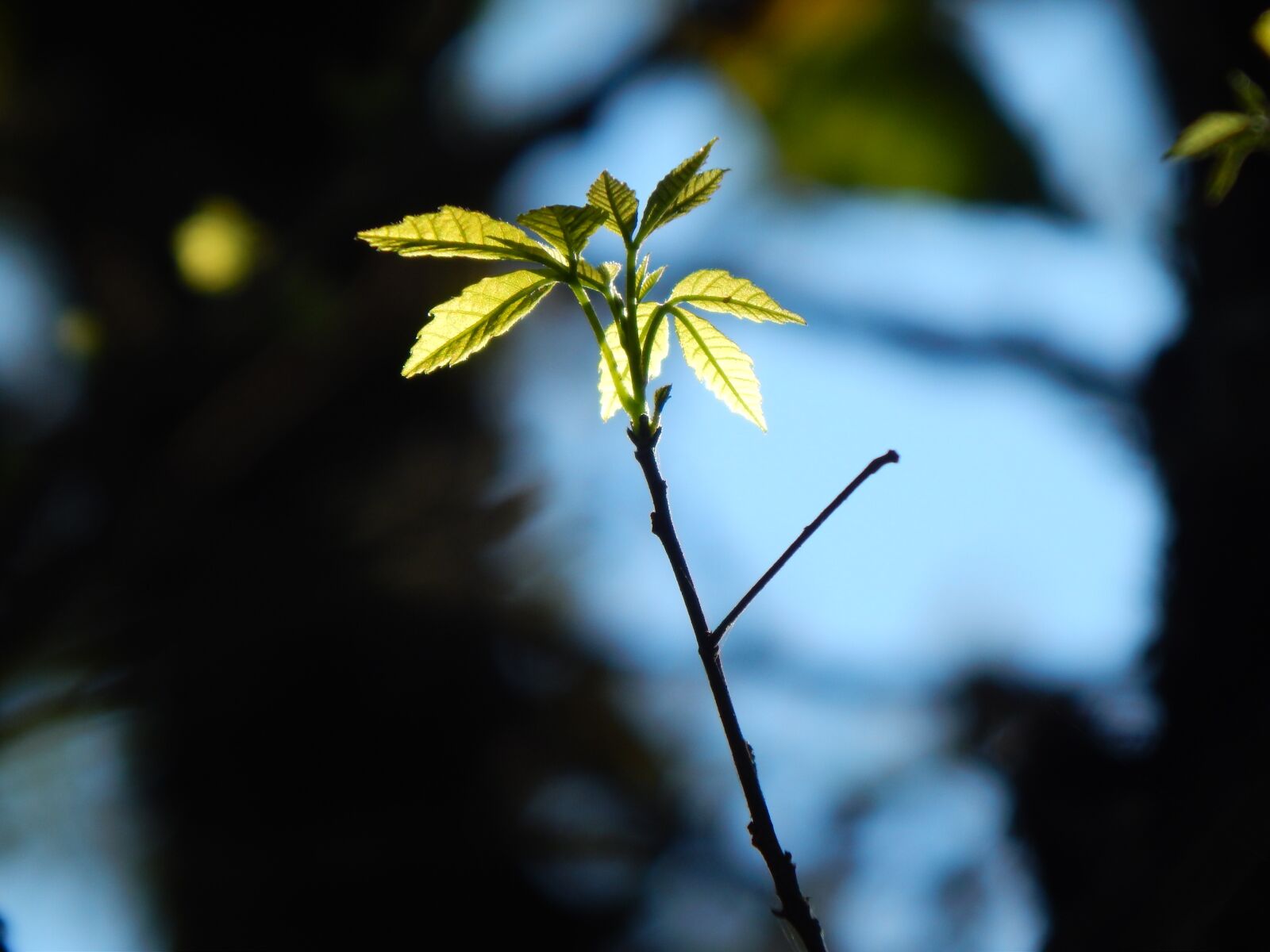 Nikon Coolpix L820 sample photo. Leaves, tree, branch photography