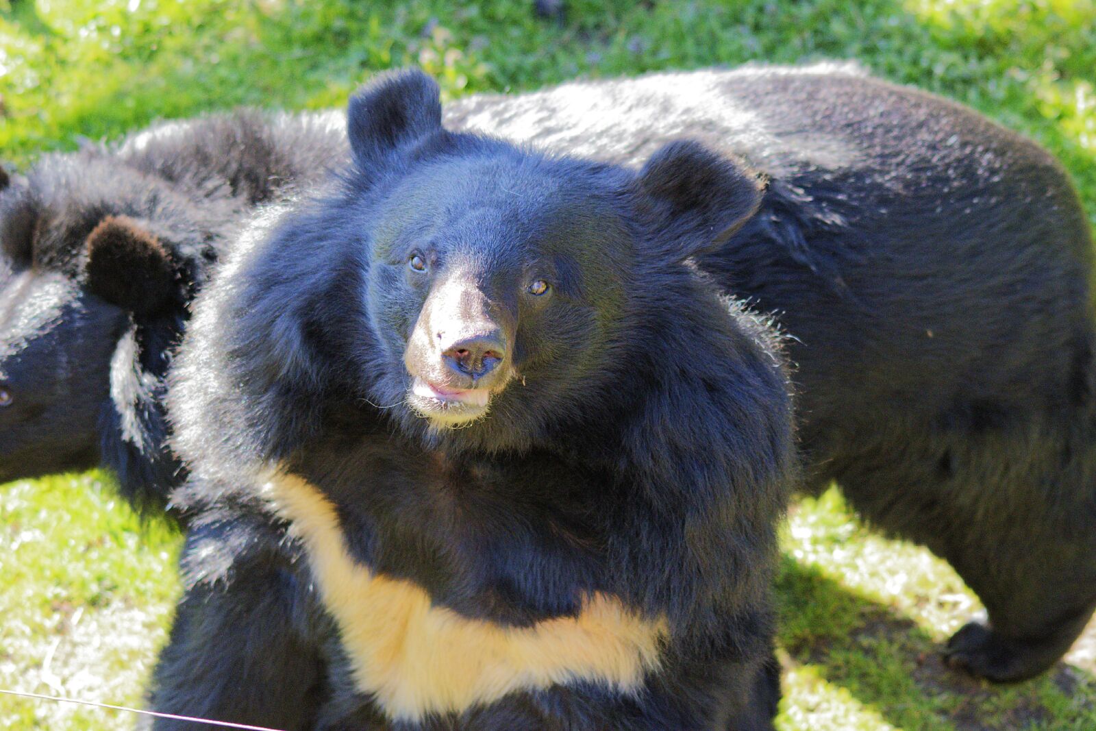 Nikon D3300 sample photo. Zoo, nature, bear photography