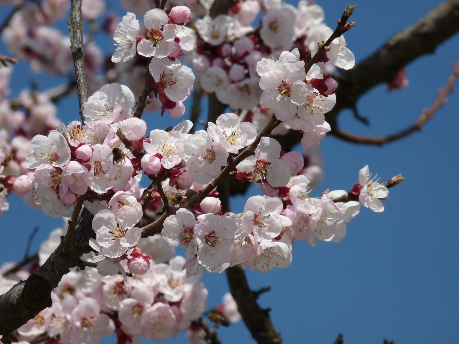 Panasonic Lumix DMC-FZ28 sample photo. Blossom, bloom, cherry blossom photography
