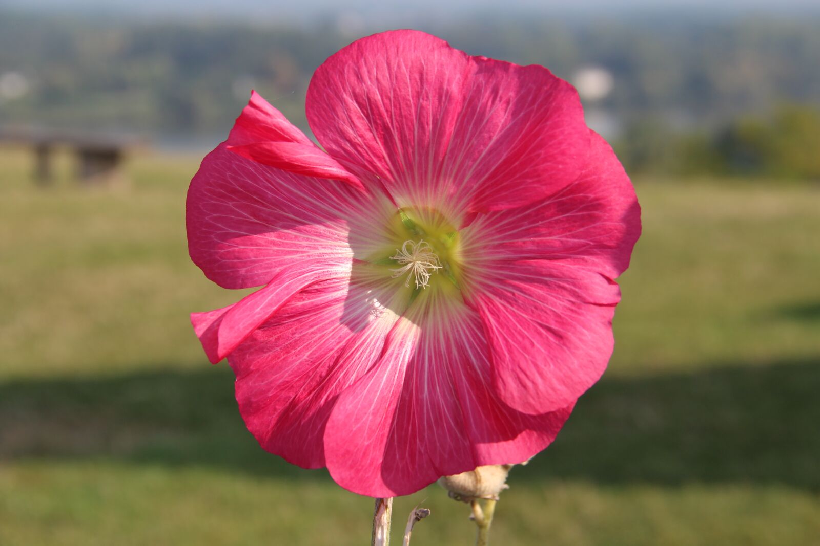 Canon EOS 600D (Rebel EOS T3i / EOS Kiss X5) sample photo. Flower, nature, summer photography